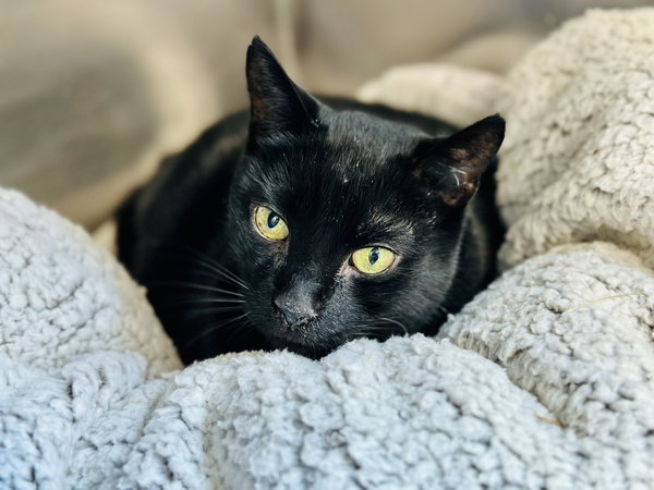 Onyx
