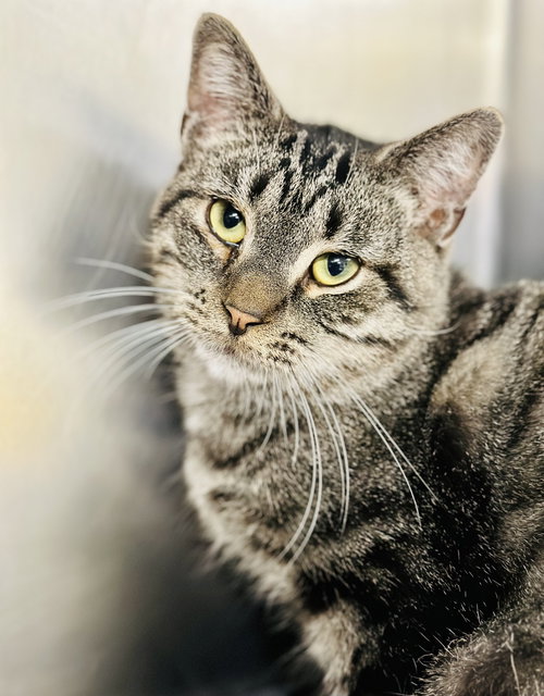 SABER - Domestic Short Hair available for adoption