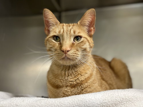 picture of the cat needing adoption