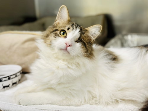 picture of the cat needing adoption