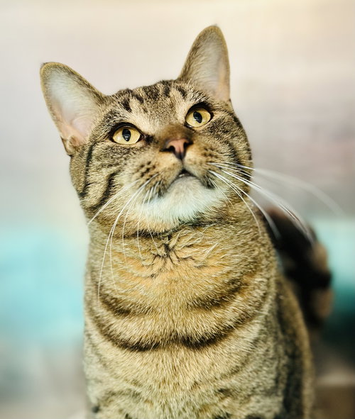 picture of the cat needing adoption