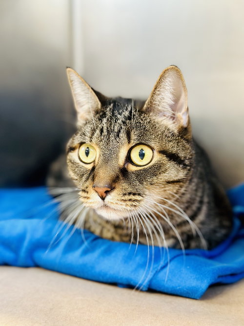 picture of the cat needing adoption