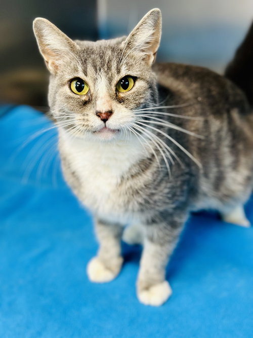 picture of the cat needing adoption