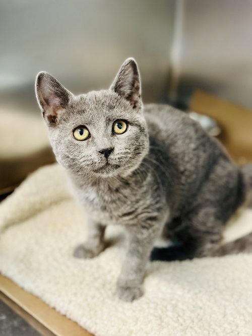 picture of the cat needing adoption