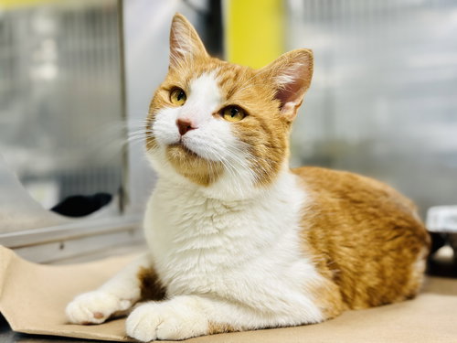 picture of the cat needing adoption