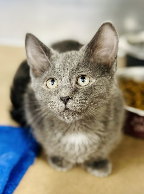 picture of the cat needing adoption