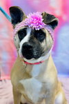 Hazel - Photo 1