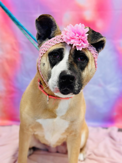 HAZEL - Akita available for adoption