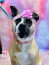 Hazel - Photo 3