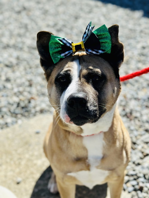 picture of the dog needing adoption