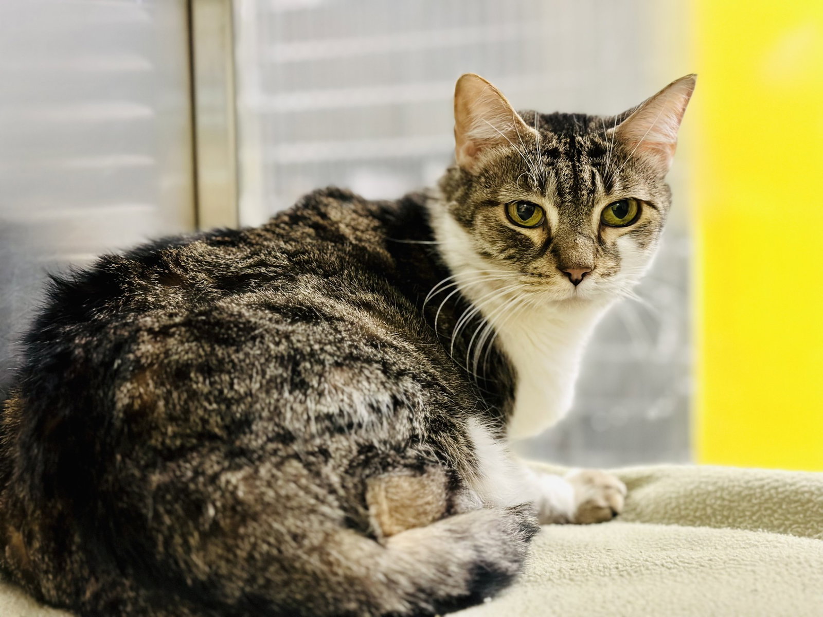 Louise