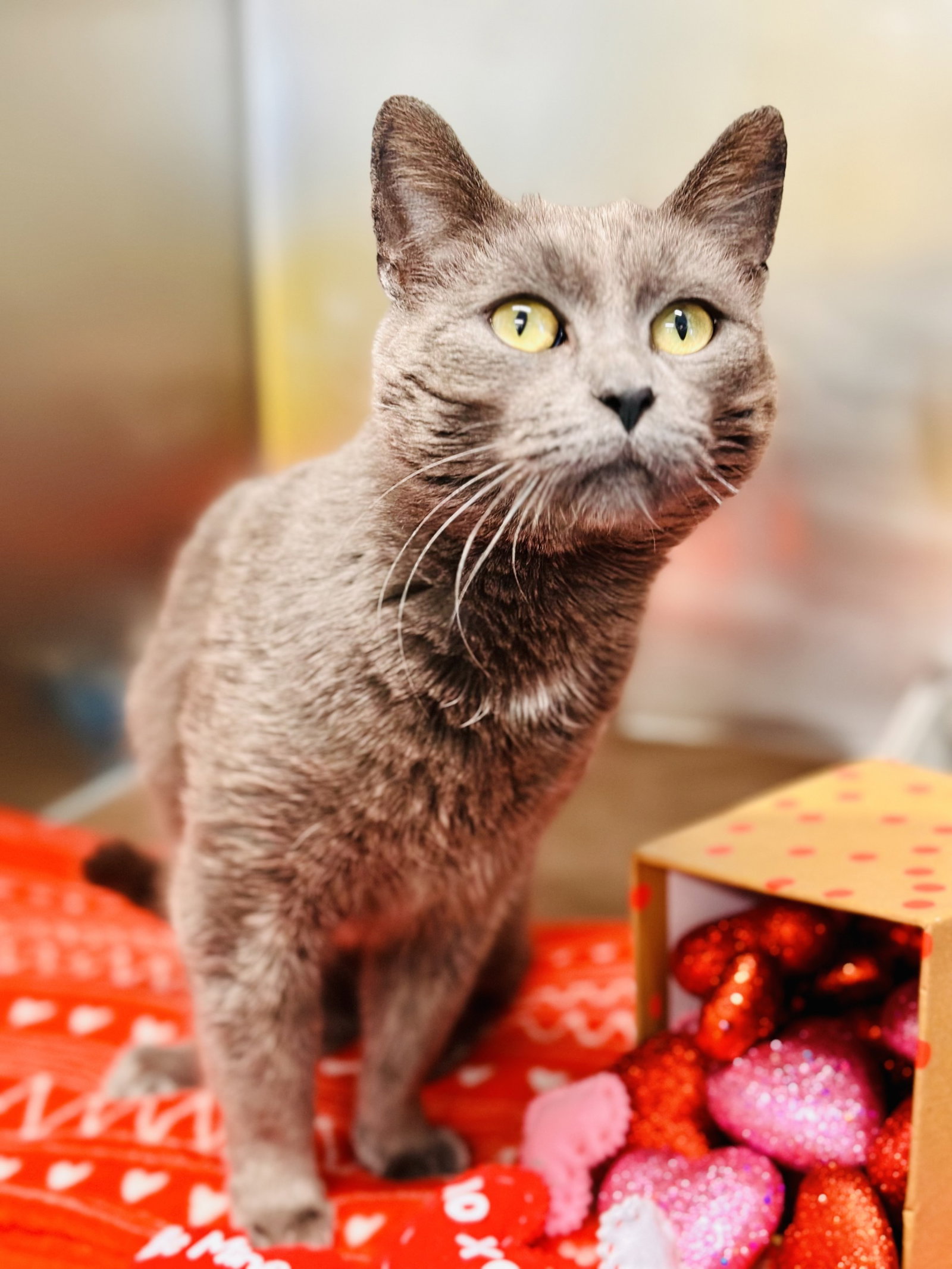 Pawla Image