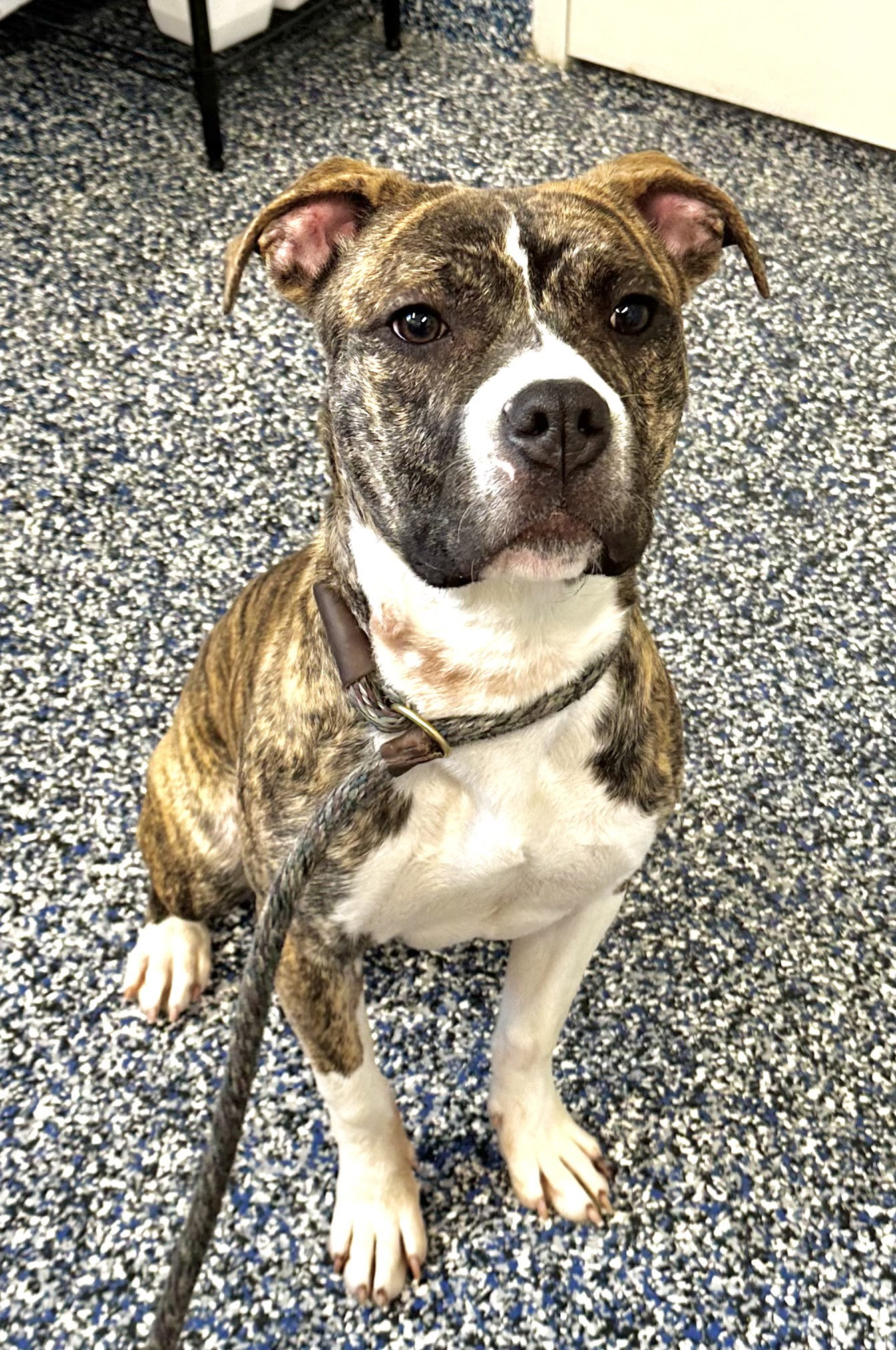 Pit Bull