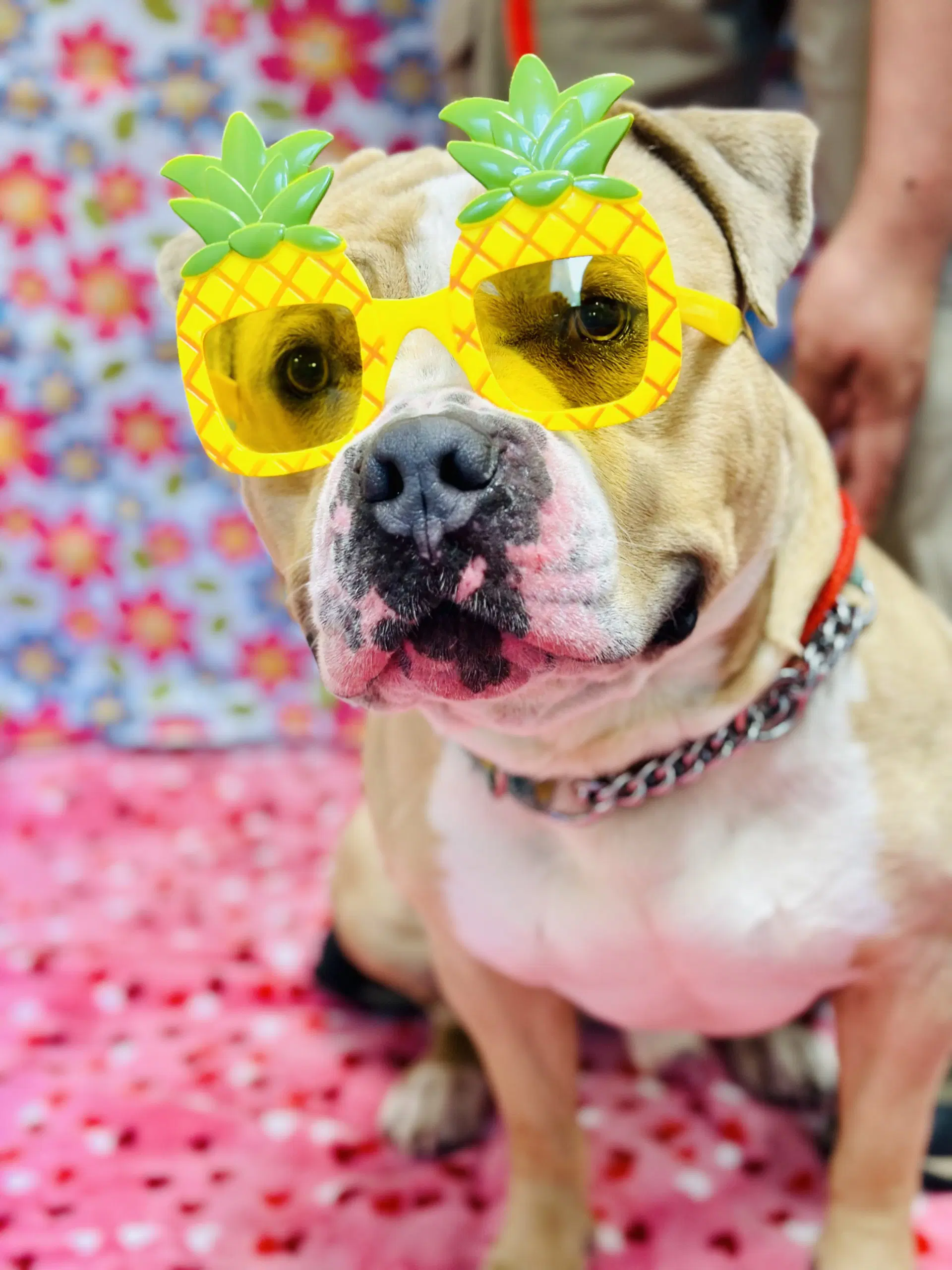 Haze - Pit Bull Terrier