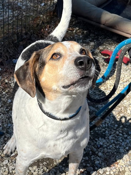 picture of the dog needing adoption