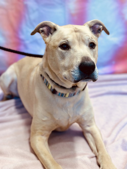 Nala, an adoptable Pit Bull Terrier in Jackson , NJ