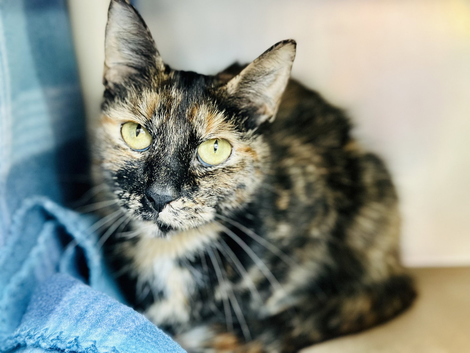 Nala