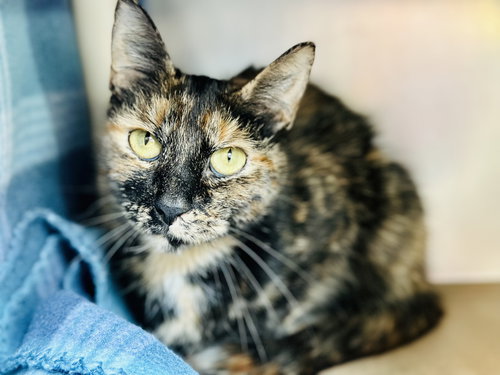 Nala, an adoptable Domestic Short Hair in Jackson , NJ