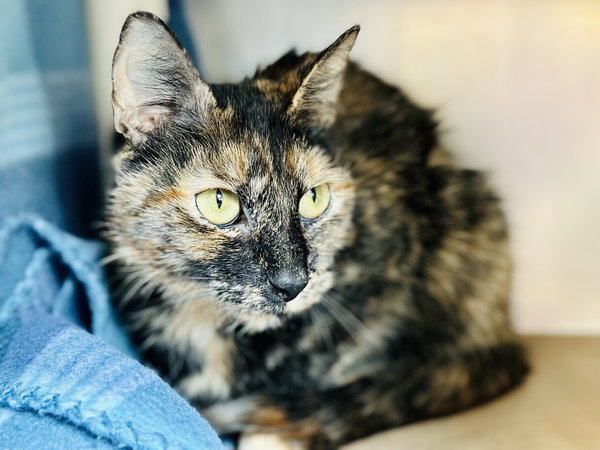Nala