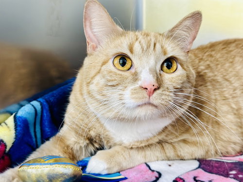 Chihiro, an adoptable Domestic Short Hair in Jackson , NJ