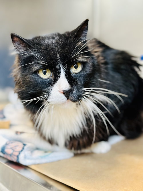 Wheezer, an adoptable Domestic Medium Hair in Jackson , NJ