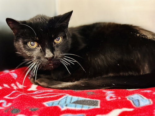 Casey, an adoptable Domestic Short Hair in Jackson , NJ