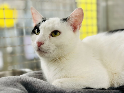 Beth, an adoptable Domestic Short Hair in Jackson , NJ