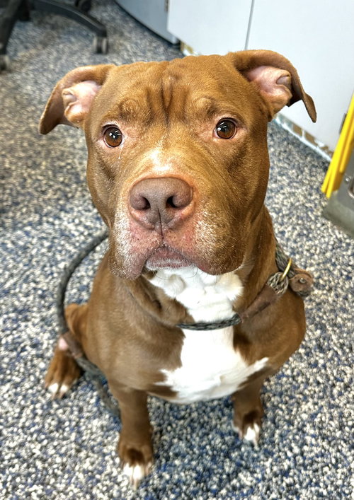 Major, an adoptable Pit Bull Terrier in Jackson , NJ