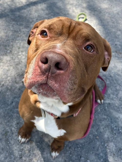 Major, an adoptable Pit Bull Terrier in Jackson , NJ