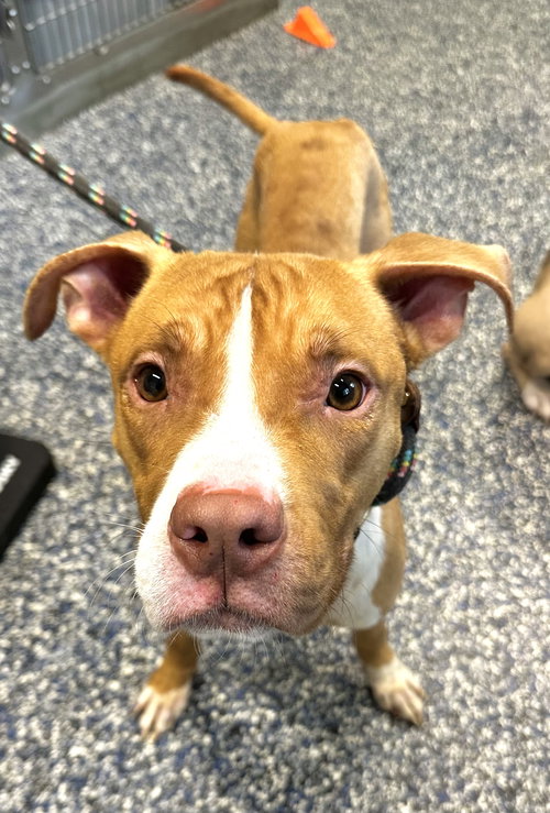 Mercury, an adoptable Pit Bull Terrier in Jackson , NJ