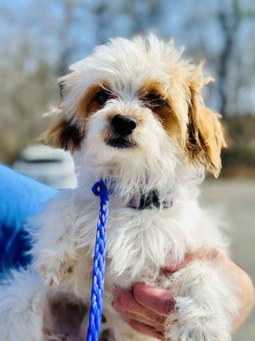 Bernie, an adoptable Shih Tzu in Jackson , NJ