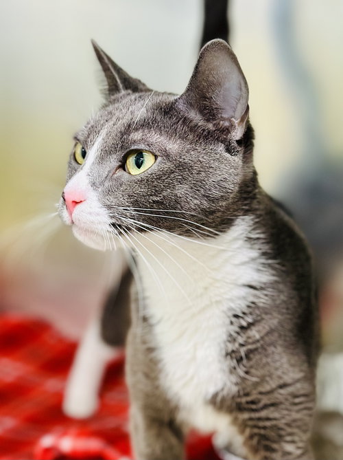 Piglet, Adult Domestic Short Hair (short coat), cat for adoption in Kearny, New Jersey