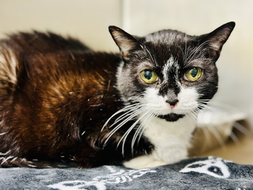 Sage, Senior Domestic Short Hair (short coat), cat for adoption in Kearny, New Jersey