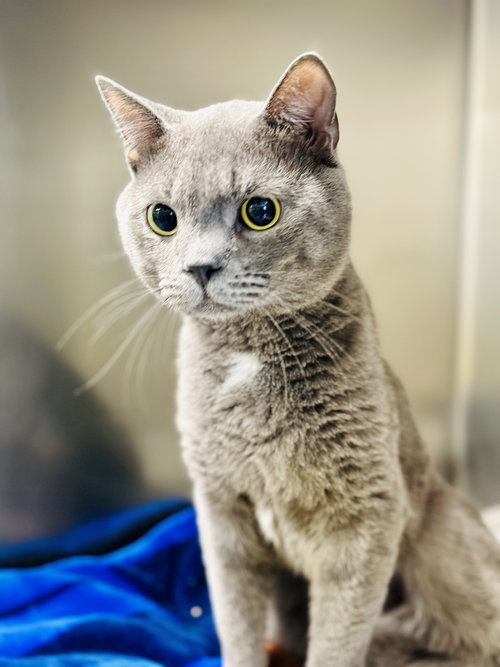Jay, Adult Domestic Short Hair (short coat), cat for adoption in Kearny, New Jersey
