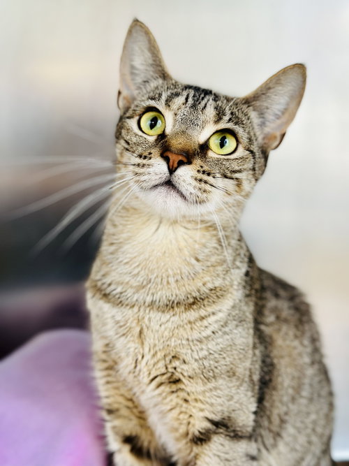 Wren, Young Domestic Short Hair (short coat), cat for adoption in Kearny, New Jersey