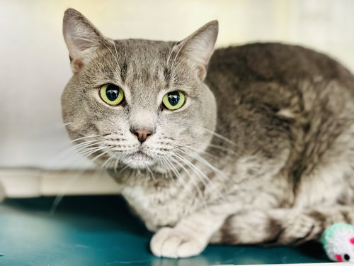 Scratch, Adult Domestic Short Hair (short coat), cat for adoption in Kearny, New Jersey