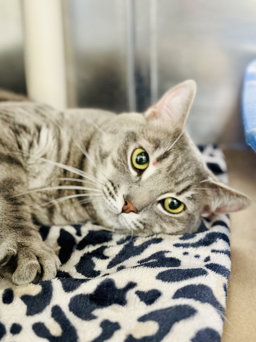 Tilton, Adult Domestic Short Hair (short coat), cat for adoption in Kearny, New Jersey