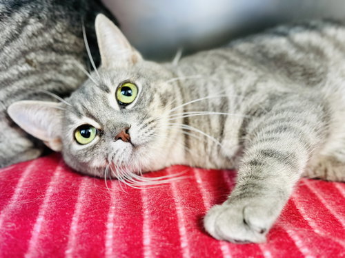 Partridge, Adult Domestic Short Hair (short coat), cat for adoption in Kearny, New Jersey