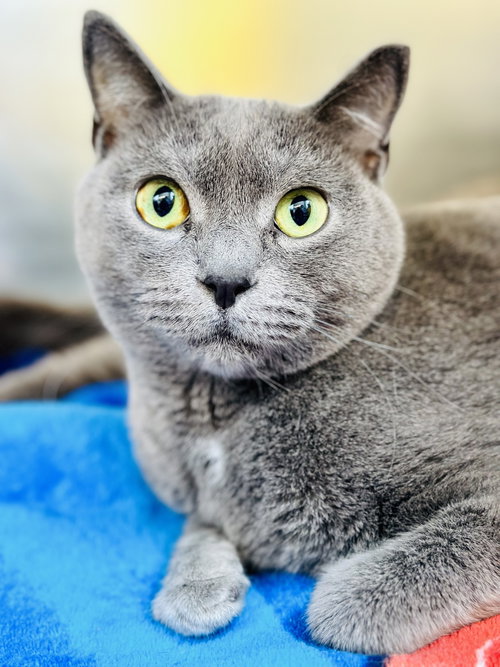 Forest, Adult Domestic Short Hair (short coat), cat for adoption in Kearny, New Jersey