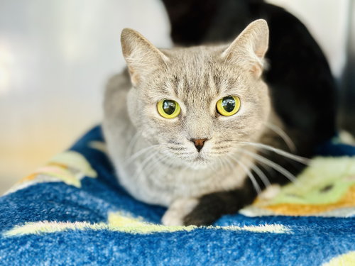 Starling, Adult Domestic Short Hair (short coat), cat for adoption in Kearny, New Jersey