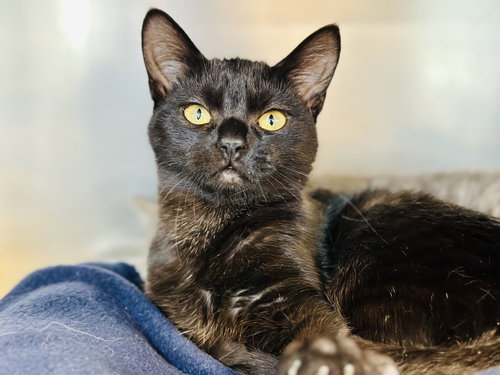 Sparrow, Baby Domestic Short Hair (short coat), cat for adoption in Kearny, New Jersey