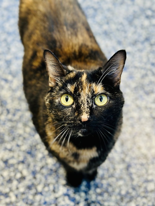 Pinky, Adult Domestic Short Hair (short coat), cat for adoption in Kearny, New Jersey