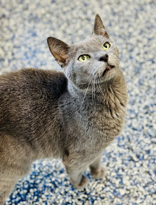 Gandalf, Adult Domestic Short Hair (short coat), cat for adoption in Kearny, New Jersey