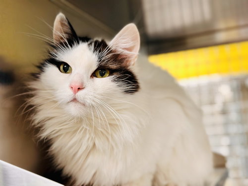 Fluffy, Adult Domestic Medium Hair (medium coat), cat for adoption in Kearny, New Jersey