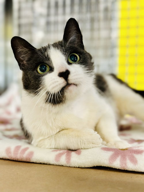 Emma, Adult Domestic Short Hair (short coat), cat for adoption in Kearny, New Jersey