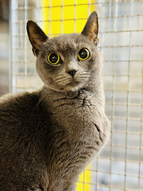 Phoebe, Adult Domestic Short Hair (short coat), cat for adoption in Kearny, New Jersey