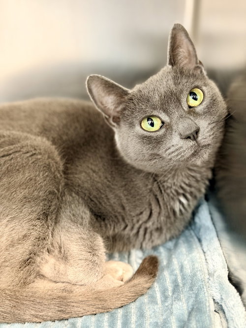 Phoebe, an adoptable Domestic Short Hair in Jackson , NJ