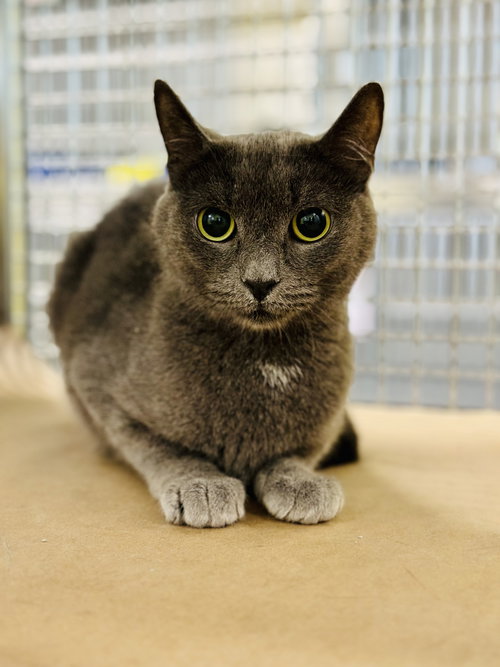 Dove, Adult Domestic Short Hair (short coat), cat for adoption in Kearny, New Jersey