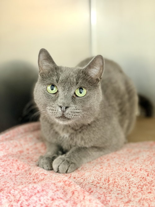 Dove, an adoptable Domestic Short Hair in Jackson , NJ