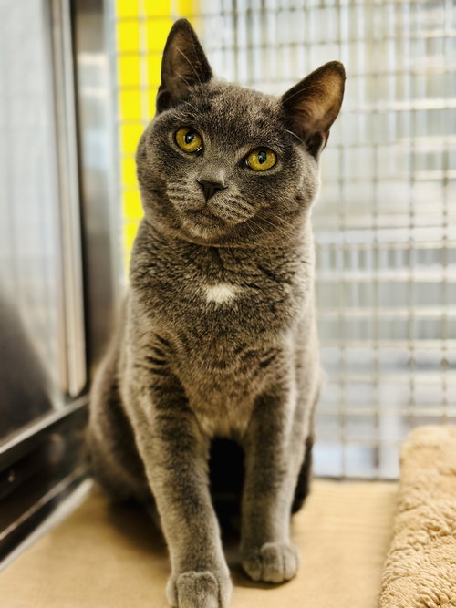 Chickadee, Young Domestic Short Hair (short coat), cat for adoption in Kearny, New Jersey